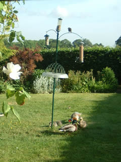 Bird Table Visitors - 2009